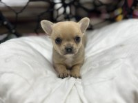 Fawn erkek chihuahua yavru