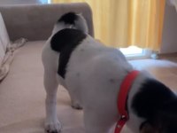 4 aylık dişi jack russell
