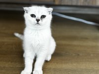 ANNE BABA ŞECERELİ BEBEK KEDİLER
