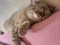 Bir Ömürlük Yuva Arıyor 1 Yaşında British Shorthair