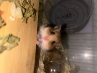 Minik tatlı hamsterlarımıza yuva arıyoruz