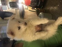 Dişi 1 buçuk aylık pomeranian
