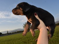 Europa doberman yavrular