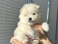 Pomeranian boo orjinal