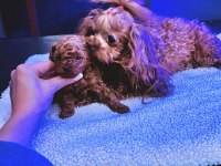 Show kalite tea cup kore poodle