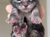 Türkiyenin her yerine teslim maine coon xxl yavrular
