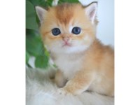 British Shorthair Golden Yavruları