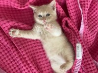 British shorthair erkek kedime yuva arıyorum