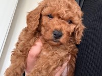 Kore toy poodle