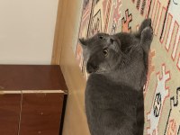 Scottish fold 2 yaşında dişi