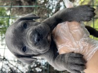 Üst Kalite Irk Garantili Cane Corso Yavrular