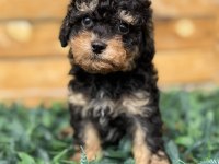 Özel Renk Phantom Toy Poodle Yavrusu