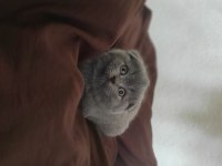 Scottish Fold Erkek yavru