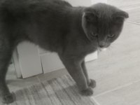 Scottish fold