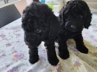 siyah poodle anne ve yavruları
