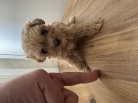 Teacup Maltipoo Bebek