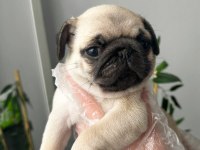 Pug mops üst kalite yavrular