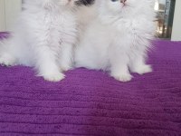 British longhair silver