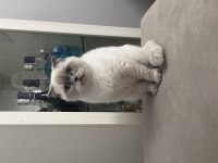 Pamuk scottish fold kızımıza yuva arıyoruz