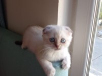 SON KALAN 2 YAVRU KEDİMİZ