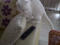 Yakışıklı british shorthair oğlumuz