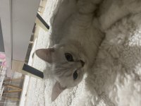 2 tane British shorthair yavrularımız