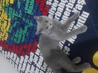 British Shorthair Yavrumuzu Ücretsiz Sahiplendiriyoruz