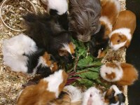 Guineapig Yavrular Aynı Gün Set Halinde Teslim Edilir