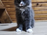 Tüm aşı ve belgeleri eksiksiz şecereli safkan maine coon