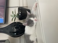Onu ömür boyu sevecek exotic shorthair ailesini arıyoruz