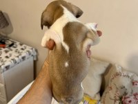 Erkek French Bulldog
