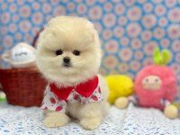 Safkan Pomeranian Boo Yavrularımız