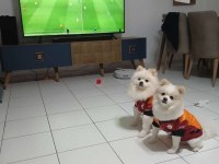 3 adet erkek pomeranian yavru