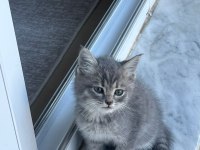 British shorthair sevimli patiler