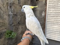 EVCİL SÜLFÜR KAKADU