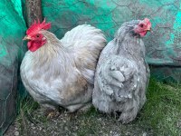 Cüce Coşin Sahiplendirme