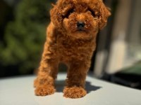 A kalite ırk sağlık garantili toy poodle yavrular