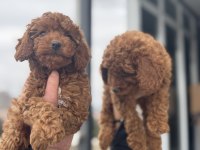 Show Kalite Kore Toy Poodle Yavrularımız