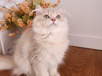 SHOW KALİTE, SAFKAN GOLDEN BRITISH LONGHAIR YAVRULAR HAZIR
