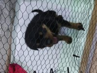 Yavru Rottweiler