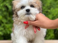 Türkiyenin en güzel morkie yavruları