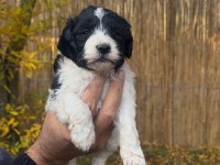 Maltipoo Bebekler (Baba siyah beyaz Poodle, Anne Maltese)