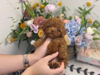 Antalyanın en sevimli toy poodle bebek yüzlü yavruları