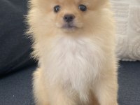2 aylık erkek Pomeranian boby
