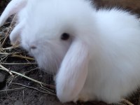 Akkuş Üretim Çiftliğinden Lop Ve Cüce Tavşanlar