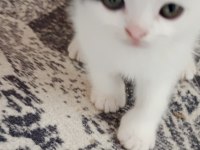 Ömürlük yuva kedime