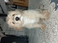 Maltipoo köpeğimiz sahiplendirilecektir