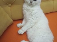 British Shorthair Kedilerim