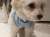 55 Günlük Maltipoo Yavrum