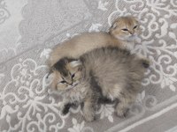 2 Aylık Golden Dişi Kedimiz